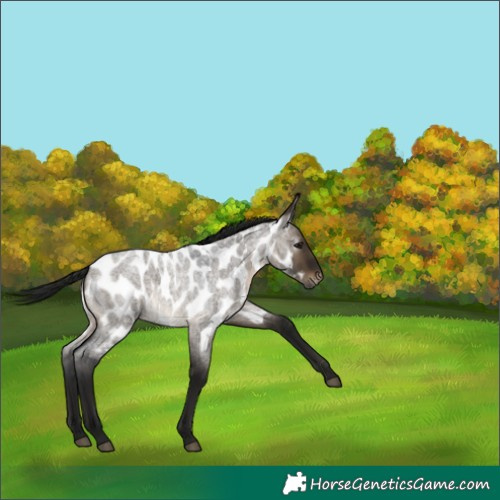 Horse Color:Gray Brown Roan Dun Near Leopard 