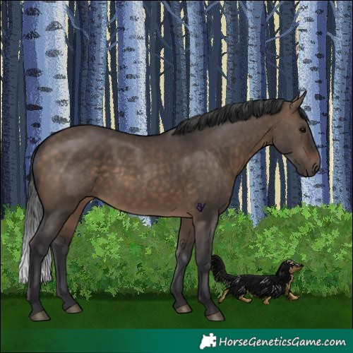 Horse Color:Brown Dun 