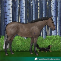 Horse Color:Brown Dun 