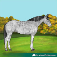 Horse Color:White Spotted Blue Roan Rabicano  and White Spotted Blue Roan Rabicano 