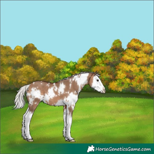 Horse Color:White Spotted Silver Bay Dun Splash 