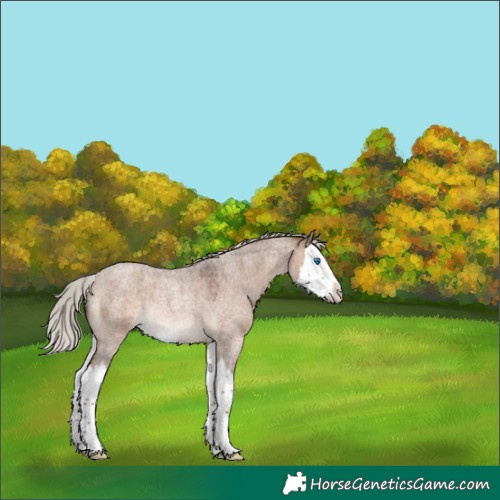 Horse Color:Silver Brown Roan Dun Splash Rabicano 