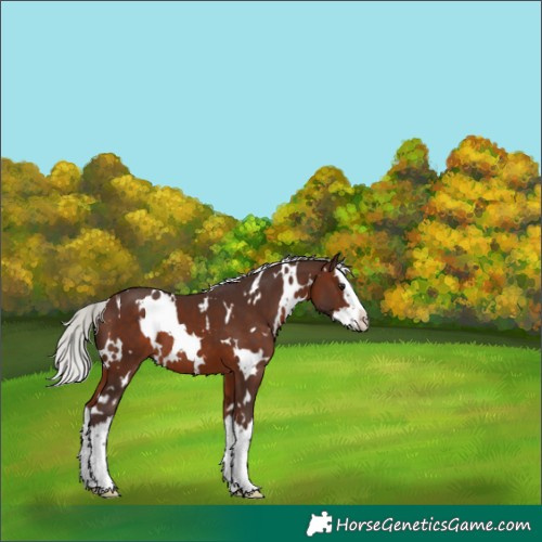 Horse Color:White Spotted Silver Brown Splash 