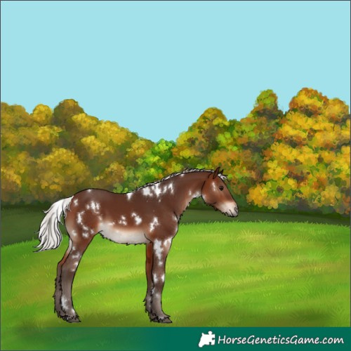 Horse Color:White Spotted Silver Brown 