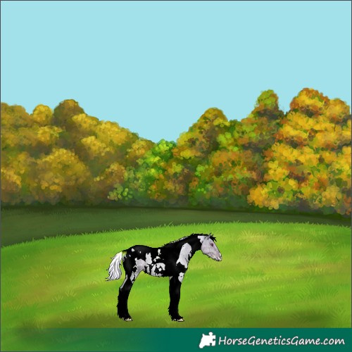 Horse Color:Watercolor Plaid  White Spotted Silver Smoky Grullo Chinchilla Ice Tobiano 
