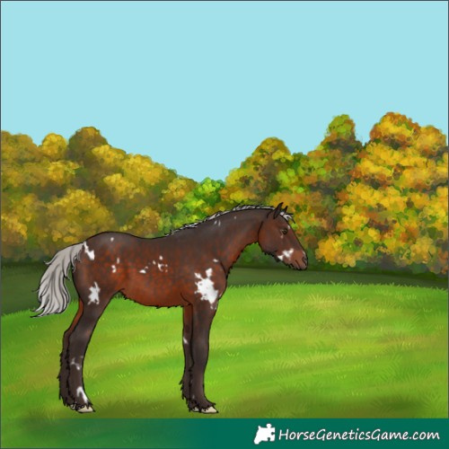 Horse Color:White Spotted Silver Brown
