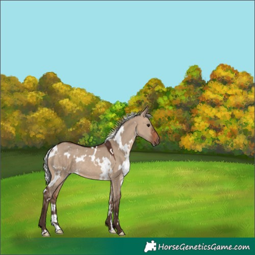 Horse Color:White Spotted Silver Brown Dun Rabicano 