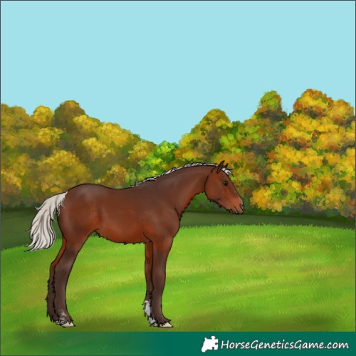 Horse Color:Silver Brown Sabino 