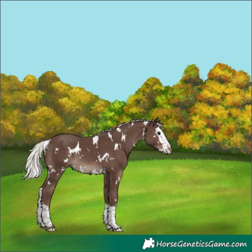 Horse Color:White Spotted Silver Black Splash Rabicano 