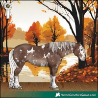 Horse Color:White Spotted Silver Black Splash Rabicano