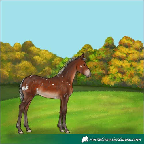 Horse Color:White Spotted Silver Brown Rabicano 