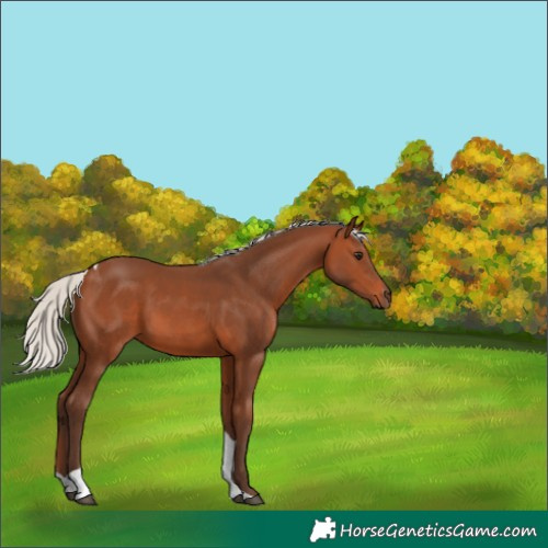 Horse Color:Silver Brown Tobiano 