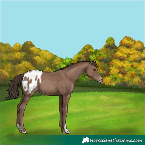 Horse Color:Classic Champagne Blanket 