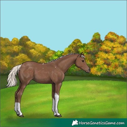 Horse Color:Silver Black Tobiano 