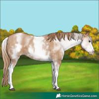 Horse Color:White Spotted Black Pearl