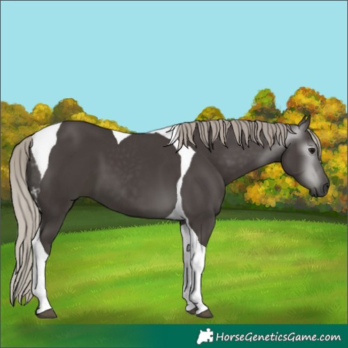 Horse Color:Gray Silver Black Tobiano 