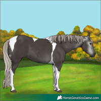Horse Color:Gray Silver Black Tobiano 