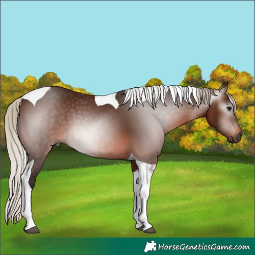 Horse Color:Gray Silver Bay Tobiano 