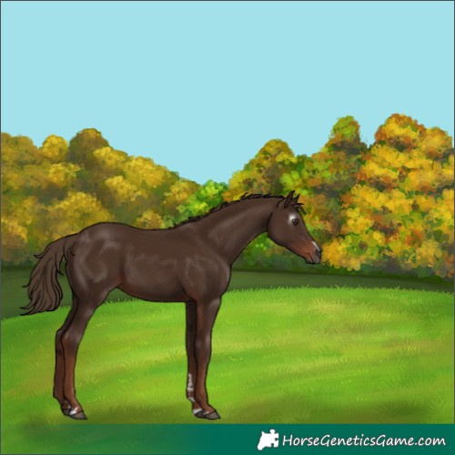 Horse Color:Gray Chestnut 