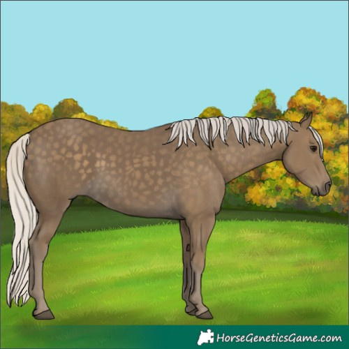 Horse Color:Silver Smoky Black