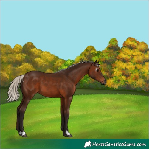Horse Color:Gray Silver Bay 