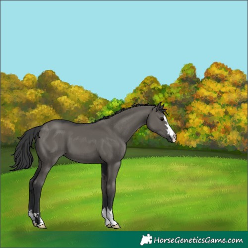 Horse Color:Grullo 