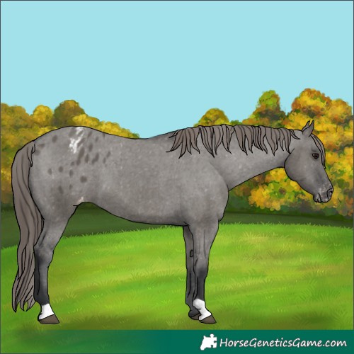 Horse Color:Grullo Appaloosa 