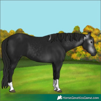 Horse Color:Gray Black Tobiano 