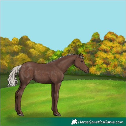Horse Color:Silver Black 