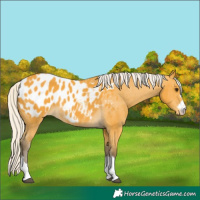 Horse Color:Silver Buckskin Blanket Rabicano 
