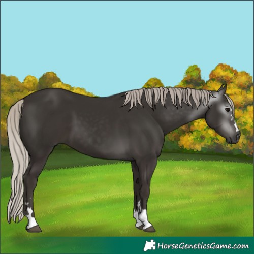 Horse Color:Gray Silver Black 