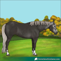 Horse Color:Gray Silver Black 