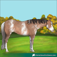 Horse Color:White Spotted Sable Champagne Splash 