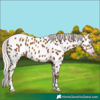 Horse Color:Gray Silver Classic Champagne Tobiano Near Leopard 