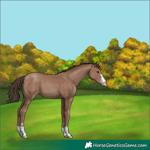 Horse Color:Classic Champagne 