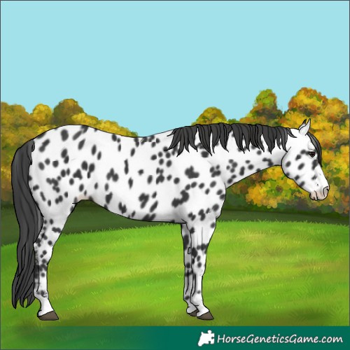 Horse Color:Black Appaloosa