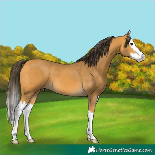 Horse Color:Buckskin Splash 