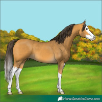 Horse Color:Buckskin Splash 