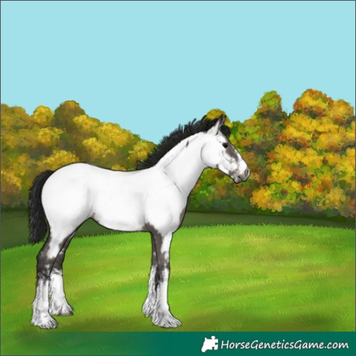 Horse Color:Gray White Spotted Smoky Grullo Near Fewspot Rabicano