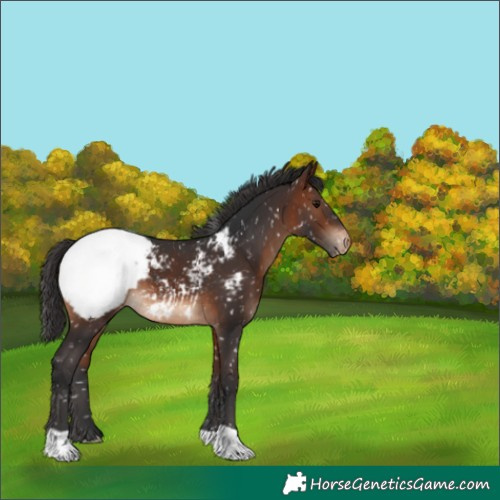 Horse Color:Brown Snowcap