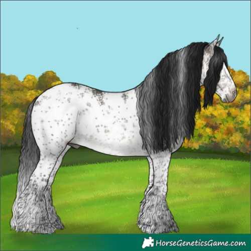 Horse Color:Gray White Spotted Brown Dun Sabino Snowflake VarnishRabicano