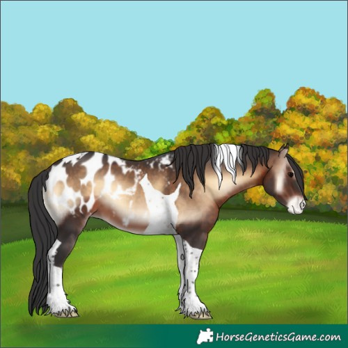 Horse Color:Brown Onyx Tobiano Appaloosa 