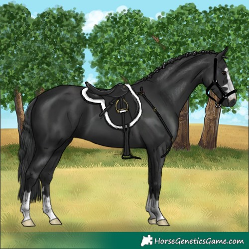 Horse Color:Black 