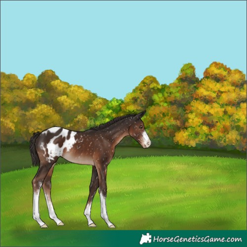 Horse Color:White Spotted Liver Chestnut Blanket 