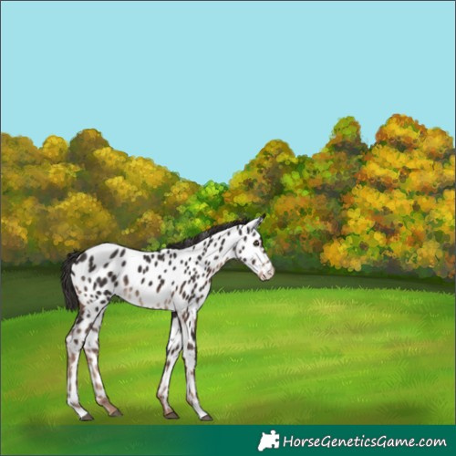 Horse Color:Liver Chestnut Near Leopard