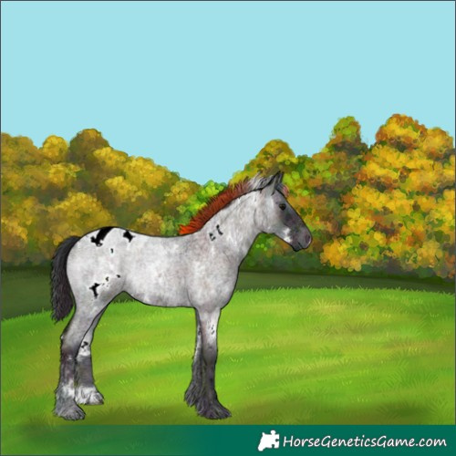 Horse Color:Plaid  White Spotted Midnight Brown Ice Roan Onyx Mushroom Appaloosa 
