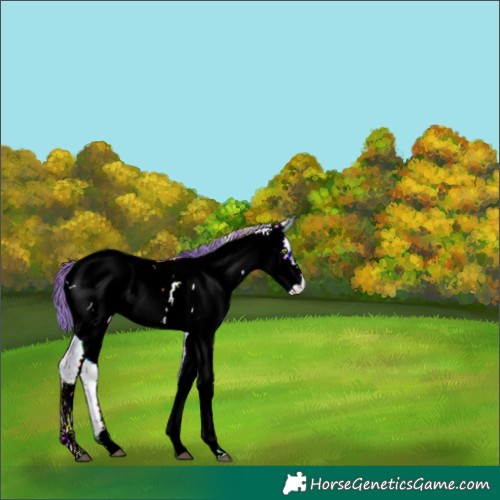 Horse Color:ERROR: UNKNOWN ANOMALY