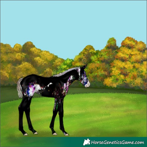 Horse Color:Nacre White Spotted Liver Chestnut Ice Splash Tobiano