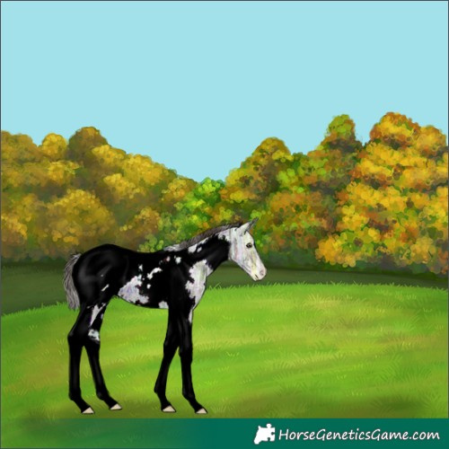 Horse Color:Plaid  White Spotted Liver Chestnut Ice Tobiano Snowcap 