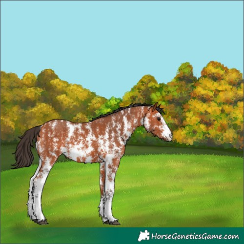 Horse Color:Bay Sabino 